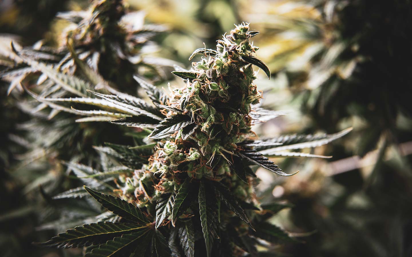 A SWOT Analysis of Houseplant, Seth Rogen’s New Cannabis Brand
